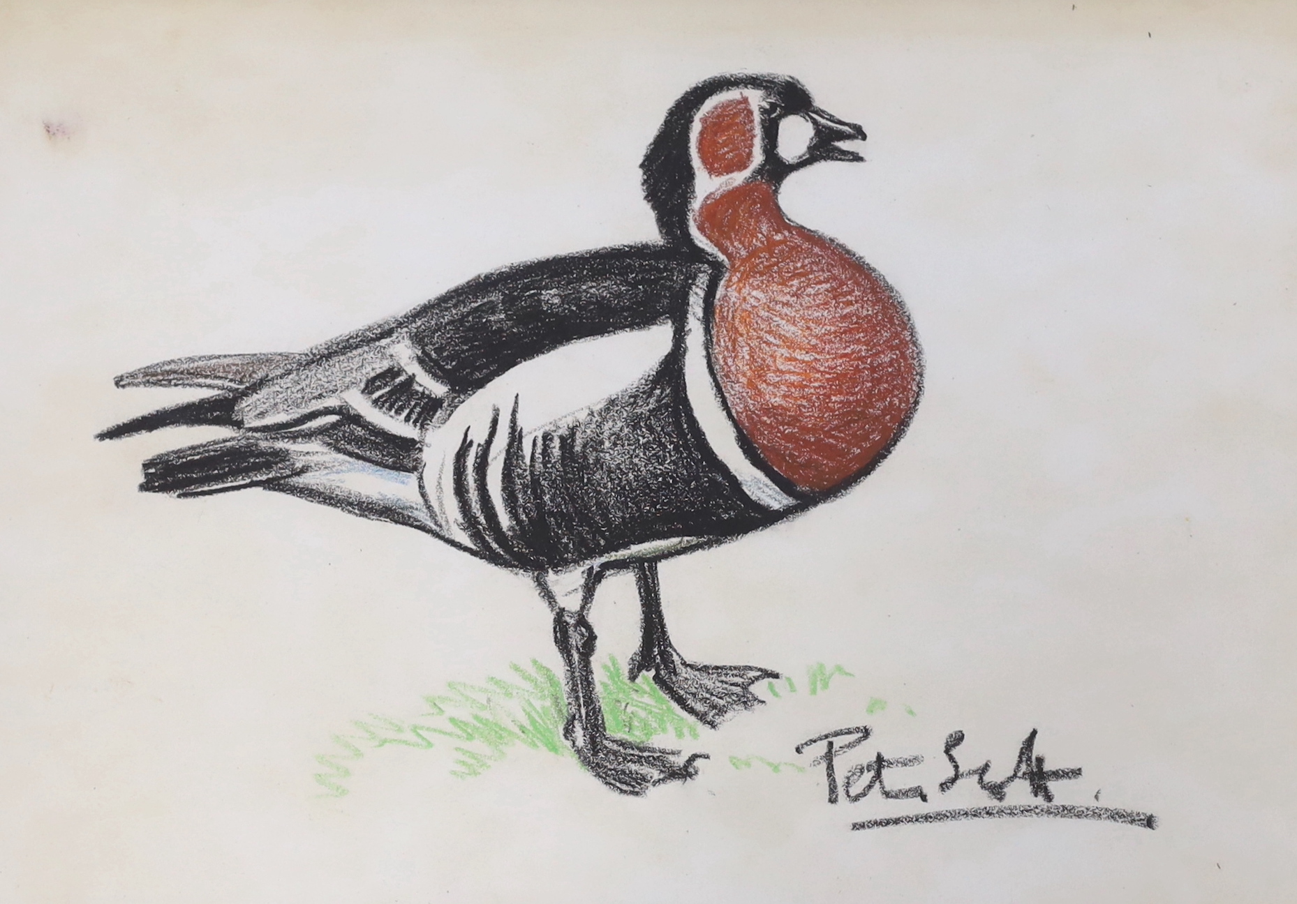 Sir Peter Markham Scott (1909-1989), pastel, Study of a Red Breasted Goose, signed, provenance details verso, 37 x 24cm